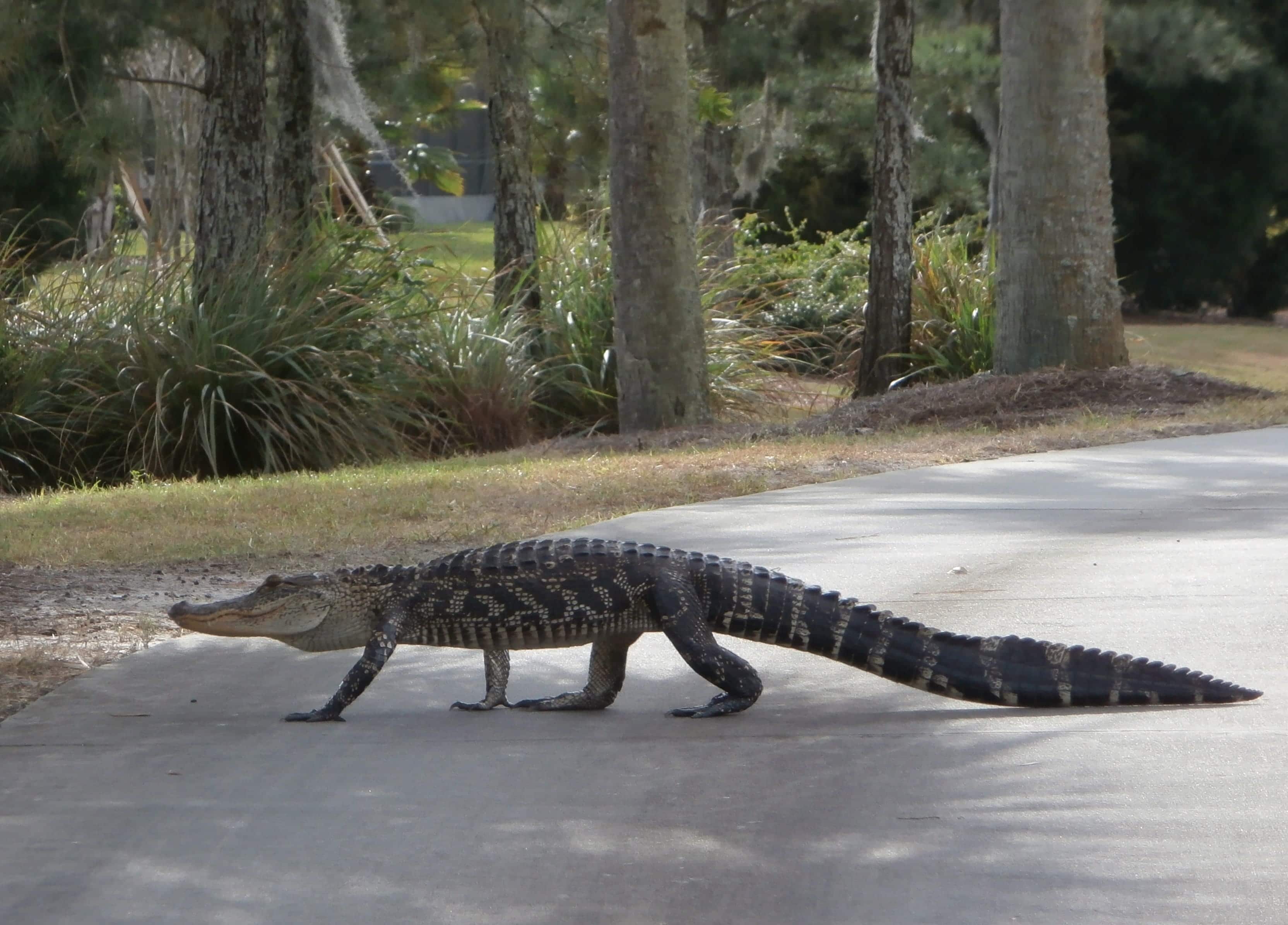 Columbus Ohio Alligator Escort