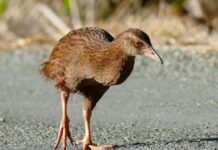 Soutěžící v reality show o přežití snědl chráněného novozélandského ptáka