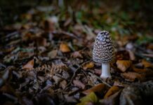 Houba zvaná Magpie Inkcap