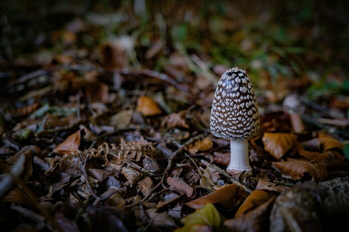 Houba zvaná Magpie Inkcap