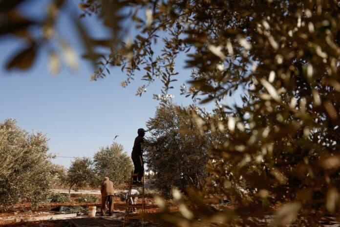 Palestince připravila válka o olivy, klíčový zdroj jejich obživy